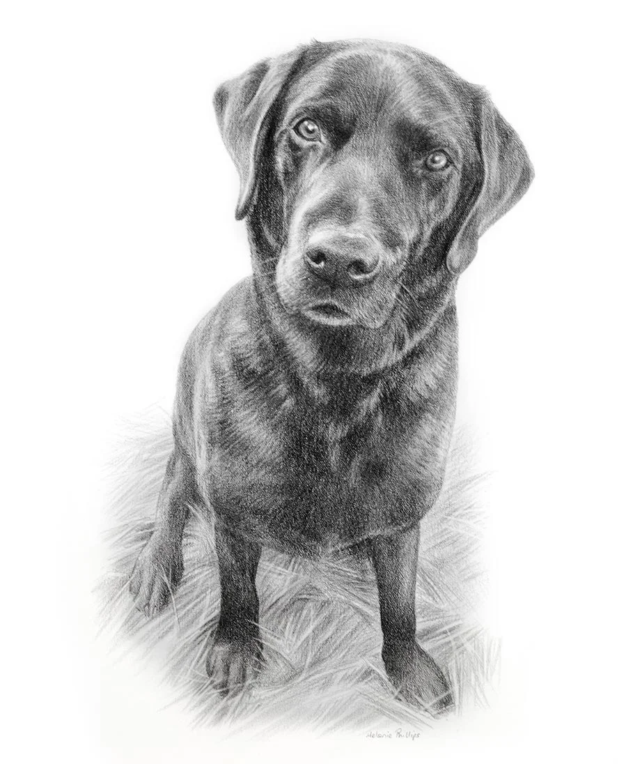 Emrik the Black Labrador – Full-body Pencil Drawing Full-body pencil drawing of Emrik, a Black Labrador, showcasing his full stance.