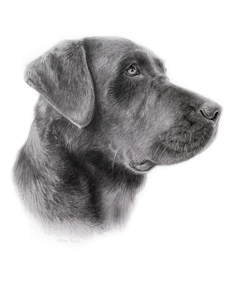 Ted the Black Labrador – Pencil Portrait Side profile pencil portrait of Ted, a Black Labrador, hand-drawn by Melanie Phillips.
