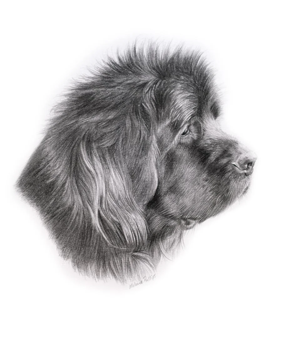 Padfoot the Newfoundland – Head Study Pencil Portrait Detailed head study pencil portrait of Padfoot the Newfoundland, drawn by Melanie Phillips, capturing his gentle expression.
