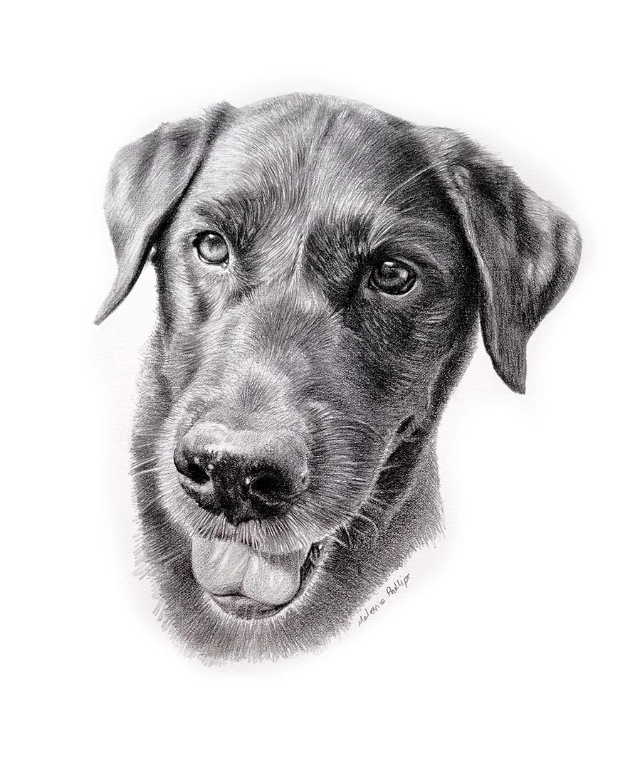 Beano – Realistic Dog Pencil Sketch Realistic pencil drawing of Beano, a custom hand-drawn dog portrait, highlighting his characteristic features.