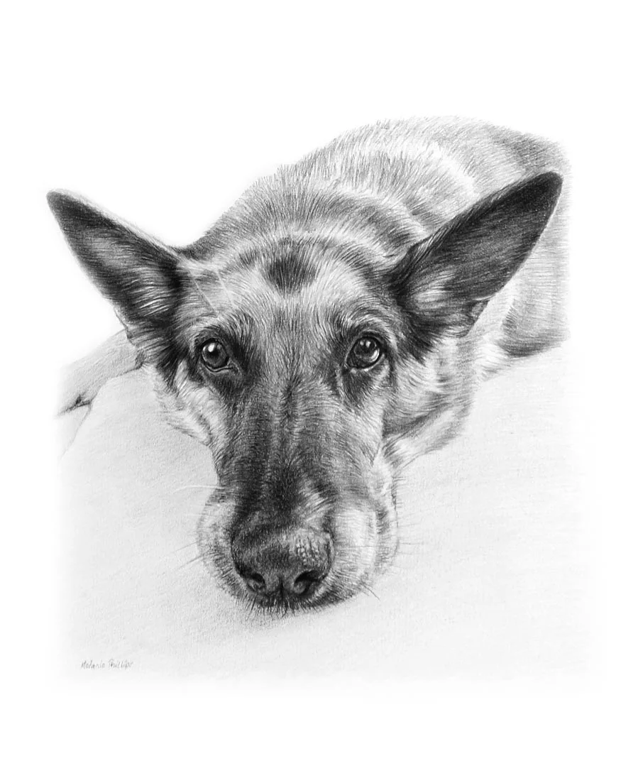 Kegan the Black Labrador – Pencil Portrait Pencil portrait of Kegan, a Black Labrador, drawn by Melanie Phillips, highlighting his detailed fur.