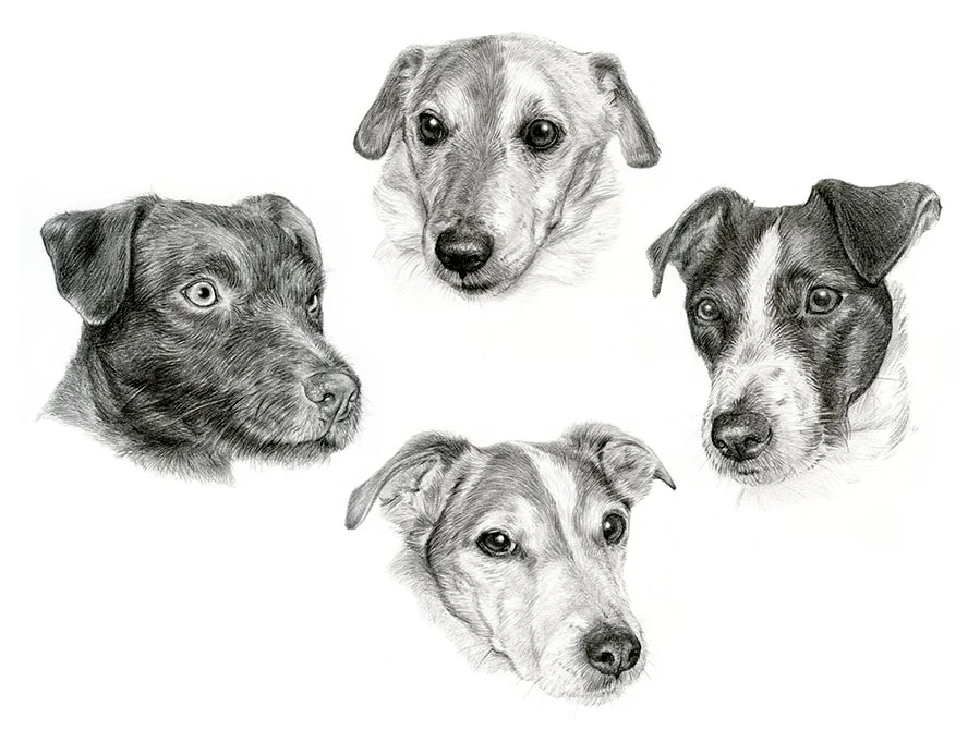 Jack Russells – Pencil Portraits Pencil portrait of multiple Jack Russells, showcasing their distinct personalities.