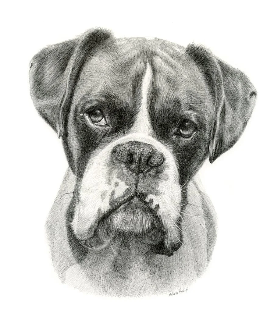 Milo the Boxer – Pet Portrait Pencil portrait of Milo, a Boxer, showcasing his distinctive features.