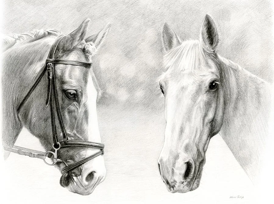 Monty and Duffy – Horse Pencil Pet Portrait Pencil portrait of Monty and Duffy, two horses, combined into one harmonious drawing.