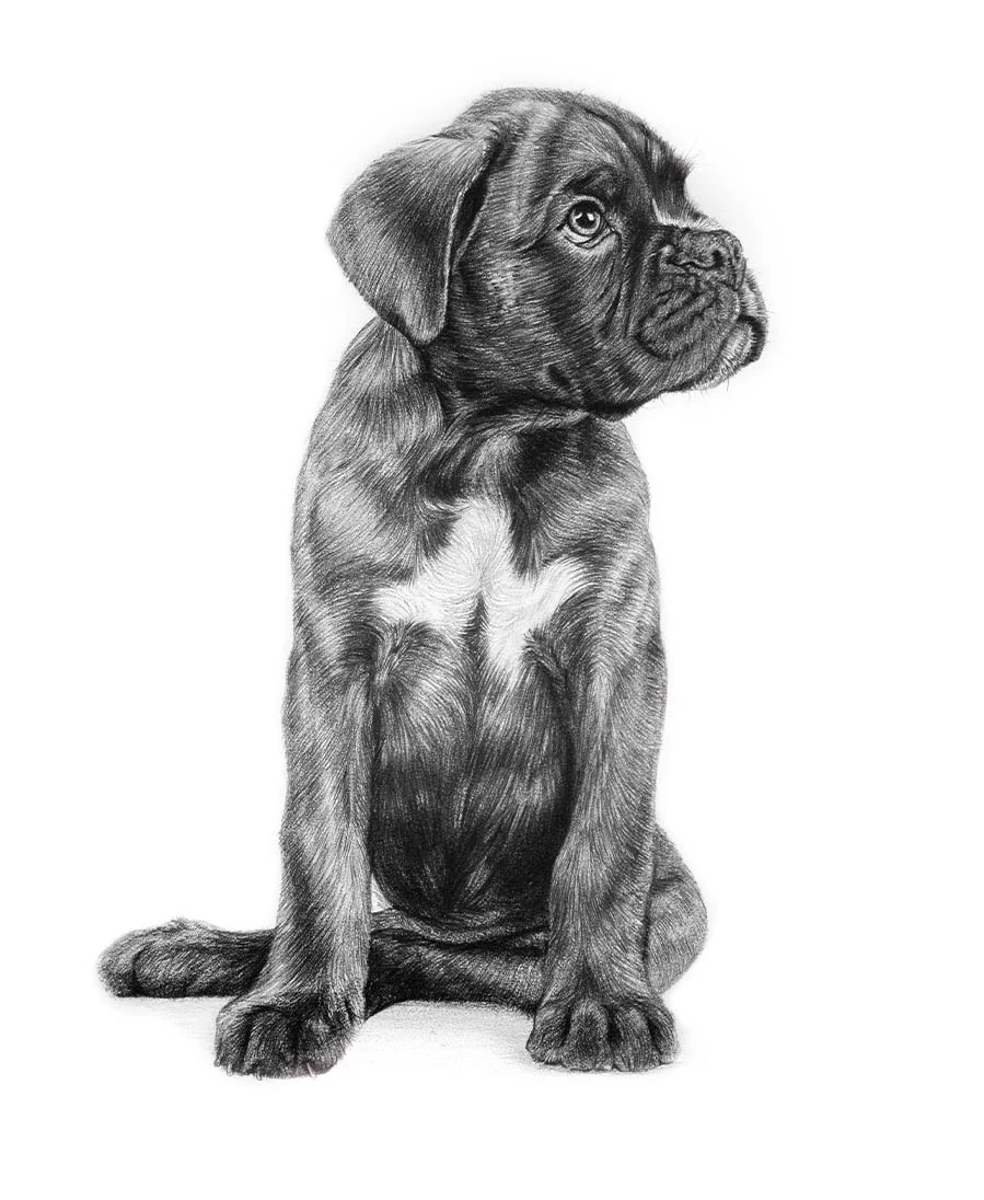 Boxer Dog – Realistic Pencil Drawing Realistic custom pencil portrait of a Boxer dog, capturing its strong and noble features.