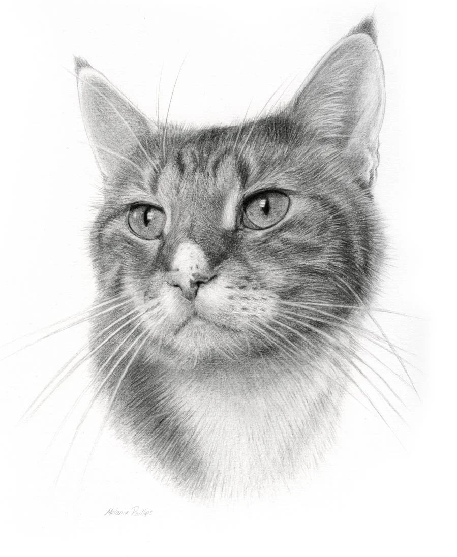 Tyson the Cat – Pencil Portrait Detailed pencil portrait of Tyson, a cat, highlighting his unique markings.