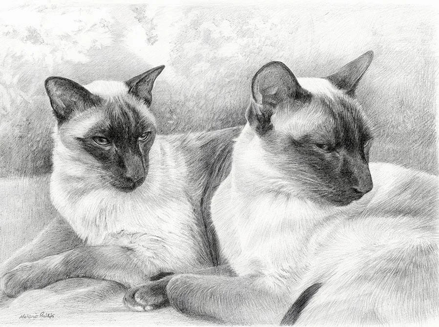 Tai and Chi – Siamese Cat Pet Portraits Pencil portrait of Tai and Chi, two Siamese cats, elegantly captured together.