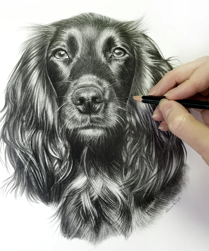 Pet Portraits In pencil By Melanie Phillips A photo of a pencil pet Portrait of a Spaniel by Melanie Phillips