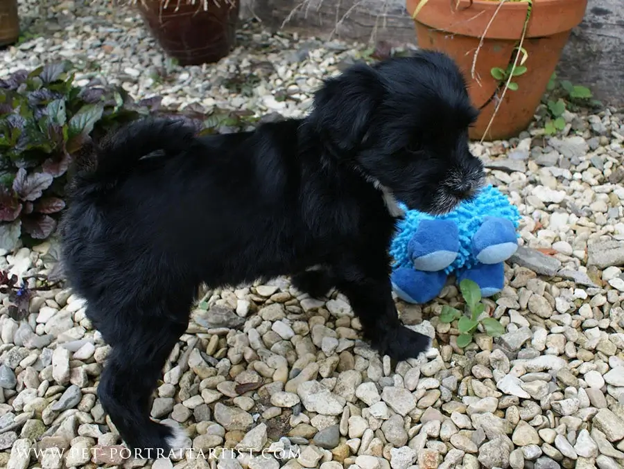 Lily Playing with her Teddy A playful Lily puppy next to a large blue teddy bear, looking feisty.