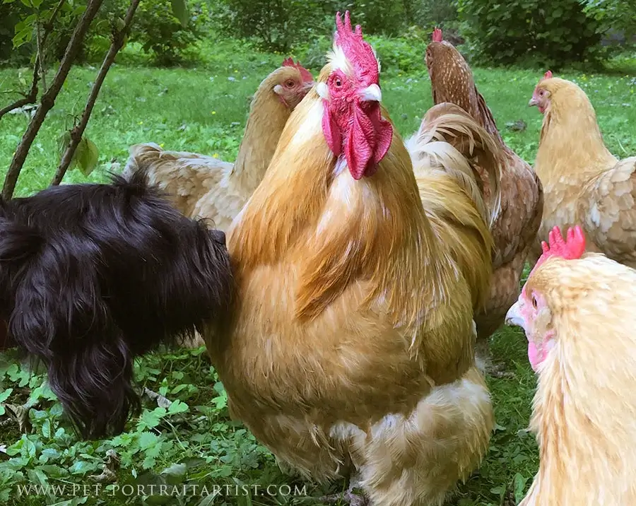 Lily Sniffing Chickens Lily the Tibetan Terrier curiously sniffing a Buff Orpington chicken in the garden.