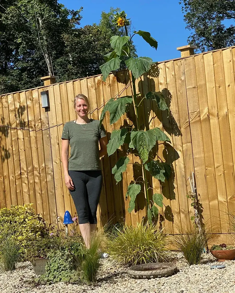 Melanie with her giant sunflower in the garden Melanie Phillips standing joyfully next to an impressively giant sunflower in her Welsh garden.