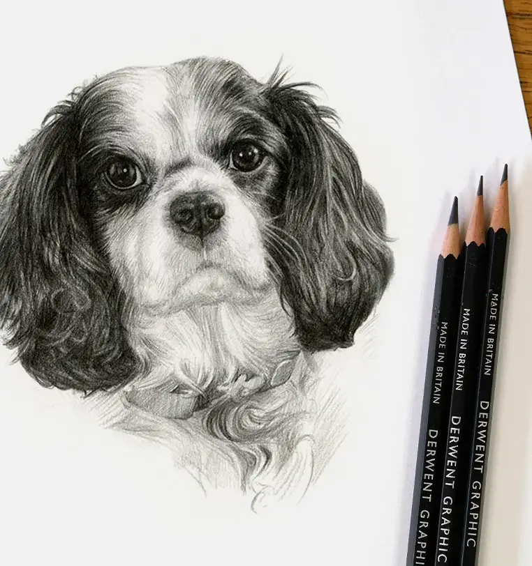 Gianni: Small pet portrait gift - 8x6 inch pencil drawing by Melanie Phillips 8x6 inch pencil portrait gift of Gianni the dog, hand-drawn by Melanie Phillips
