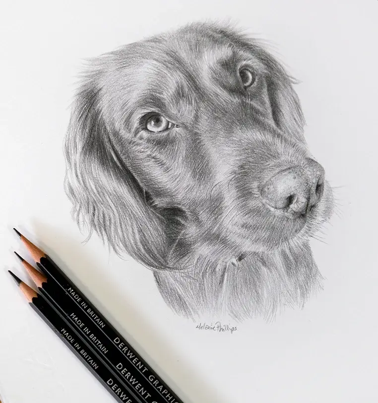 Bramble: Small dog portrait gift - 8x6 inch pencil drawing by Melanie Phillips 8x6 inch pencil portrait gift of Bramble the cat, hand-drawn by Melanie Phillips
