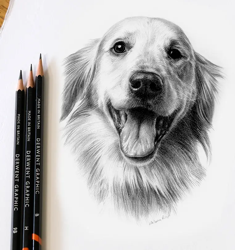 Doc: Small pet portrait gift - 8x6 inch pencil drawing by Melanie Phillips 8x6 inch pencil portrait gift of Doc the dog, hand-drawn by Melanie Phillips