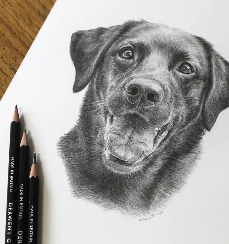 Tess: Small pet portrait gift - 8x6 inch pencil drawing by Melanie Phillips 8x6 inch pencil portrait gift of Tess the dog, hand-drawn by Melanie Phillips