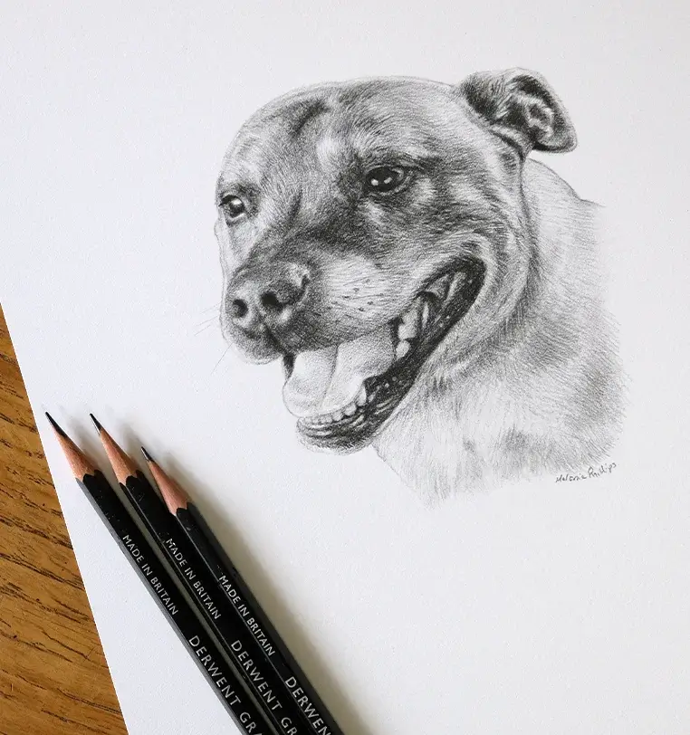 Cuba: Small pet portrait gift - 8x6 inch pencil drawing by Melanie Phillips 8x6 inch pencil portrait gift of Cuba the dog, hand-drawn by Melanie Phillips