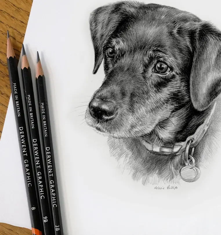 Willow: Small pet portrait gift - 8x6 inch pencil drawing by Melanie Phillips 8x6 inch pencil portrait gift of Willow the dog, hand-drawn by Melanie Phillips