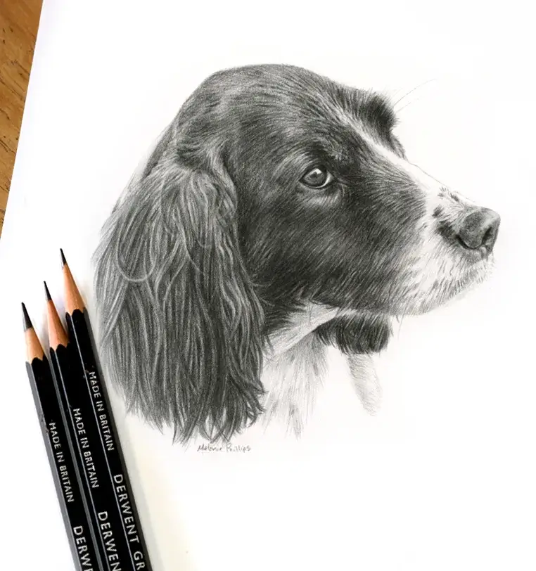 Sikka: Small pet portrait gift - 8x6 inch pencil drawing by Melanie Phillips Mini 8x6 inch A5 pet portrait gift of Sikka, hand-drawn by Melanie Phillips