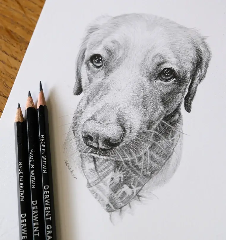 Tammy: Small pet portrait gift - 8x6 inch pencil drawing by Melanie Phillips 8x6 inch pencil portrait gift of Tammy the dog, hand-drawn by Melanie Phillips