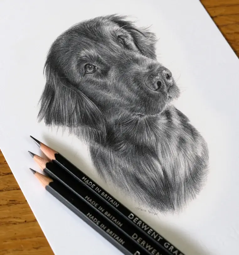 Saffy: Small pet portrait gift - 8x6 inch pencil drawing by Melanie Phillips 8x6 inch pencil portrait gift of Saffy the dog, hand-drawn by Melanie Phillips