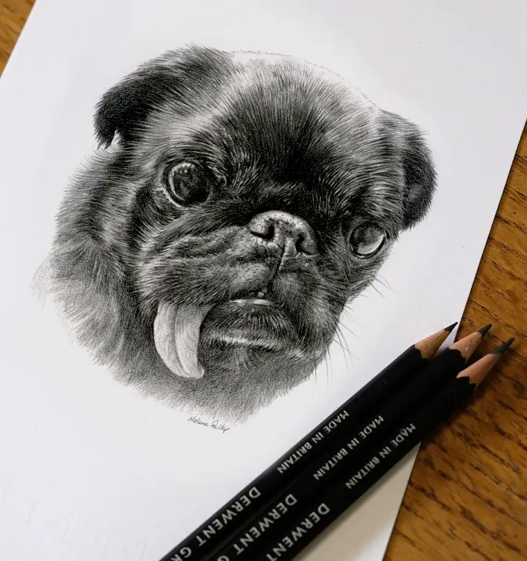 Chinook: Small pet portrait gift - 8x6 inch pencil drawing by Melanie Phillips 8x6 inch pencil portrait gift of Chinook the dog, hand-drawn by Melanie Phillips