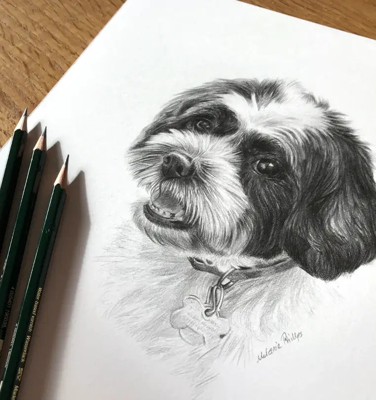 Twilight: Small pet portrait gift - 8x6 inch pencil drawing by Melanie Phillips 8x6 inch pencil portrait gift of Twilight the dog, hand-drawn by Melanie Phillips